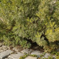 Citroenkruid (Artemisia abrotanum) zaden
