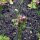 Duizendguldenkruid (Centaurium erythraea) - bio zaad