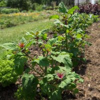 Boomspinazie Magenta Spreen (Chenopodium giganteum) bio zaad