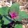 Boomspinazie Magenta Spreen (Chenopodium giganteum) bio zaad