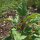 Boomspinazie Magenta Spreen (Chenopodium giganteum) bio zaad