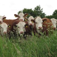 Kruidenweide-mix (bio) ca. 30g zaad voldoende voor 10m²