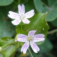 Roze winterpostelein (Montia sibirica) zaden