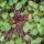 Roze winterpostelein (Montia sibirica) zaden