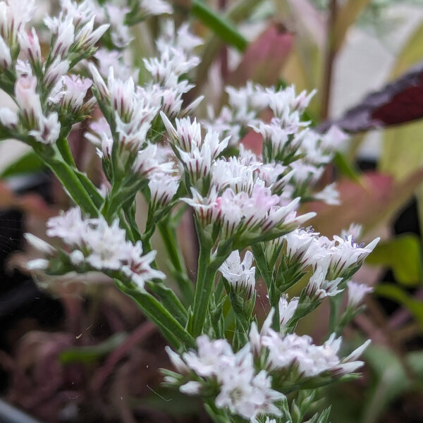 Duitse statice / lamsoor (Limonium tataricum) zaden