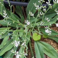 Duitse statice / lamsoor (Limonium tataricum) zaden