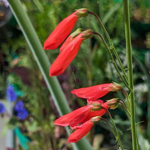 Schildpadbloem Coccineus (Penstemon barbatus) zaden