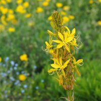 Jonkerlelie / gele affodil Yellow (Asphodeline lutea) zaden