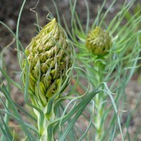 Jonkerlelie / gele affodil Yellow (Asphodeline lutea) zaden