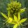 Jonkerlelie / gele affodil Yellow (Asphodeline lutea) zaden