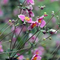 Chinese herfstanemoon (Anemone hupehensis var. japonica) zaden