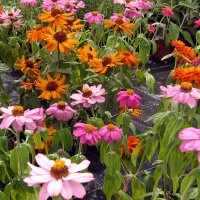 Zinnia Dahlia Flowered-Mix (Zinnia elegans) zaden