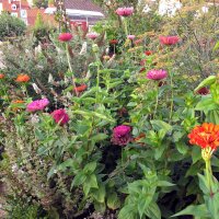 Zinnia Dahlia Flowered-Mix (Zinnia elegans) zaden