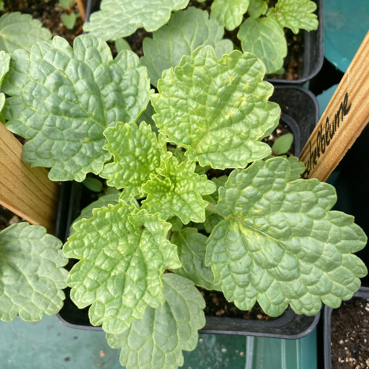 Jora Dahl Klokken van Ierland - Moluccella Laevis - Nederland
