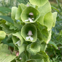 Klokken van Ierland (Moluccella laevis) zaden