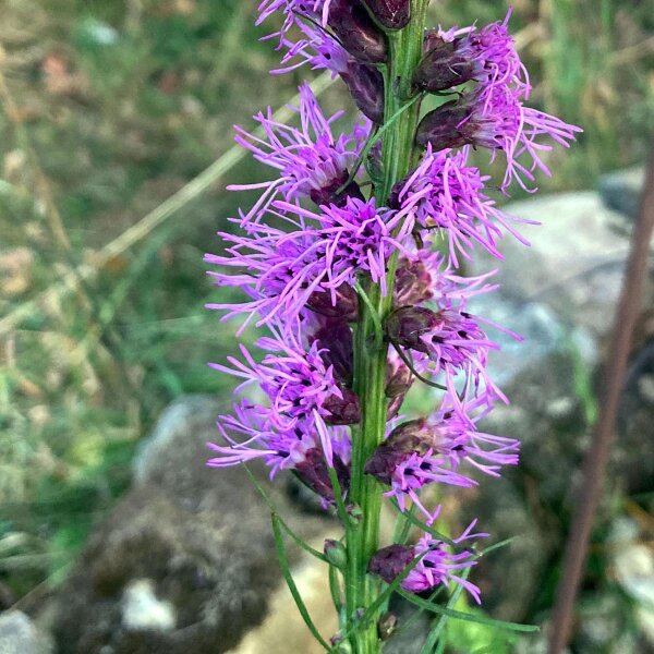 Liatris (Liatris spicata) zaden