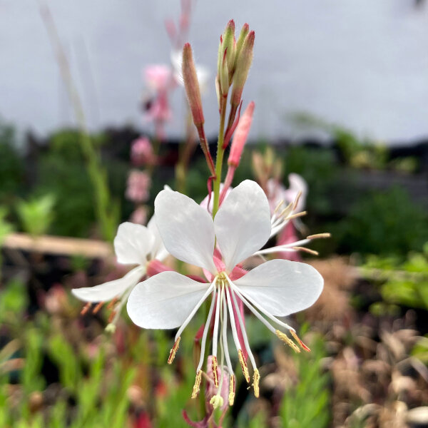 Prachtkaars (Gaura lindheimeri) zaden