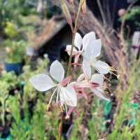 Prachtkaars (Gaura lindheimeri) zaden