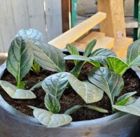 Turkmeense alruin (Mandragora turcomanica) zaden