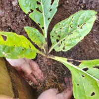 Turkmeense alruin (Mandragora turcomanica) zaden