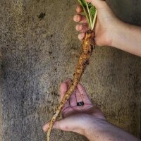Turkmeense alruin (Mandragora turcomanica) zaden