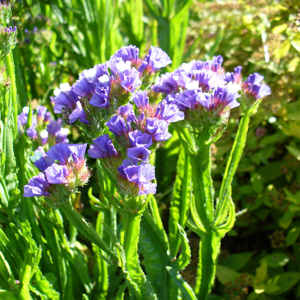 Gevleugelde strandsering / lamsoor /Statice Pastel Mix (Limonium sinuatum) zaden