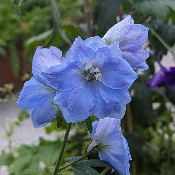 Pacifische hoge ridderspoor Magic Fountains-Sky Blue, White Bee (Delphinium cultorum) zaden