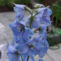 Pacifische hoge ridderspoor Magic Fountains-Sky Blue, White Bee (Delphinium cultorum) zaden