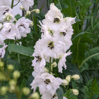 Pacifische hoge ridderspoor Magic Fountains-White, Dark Bee (Delphinium cultorum) zaden