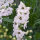 Pacifische hoge ridderspoor Magic Fountains-White, Dark Bee (Delphinium cultorum) zaden