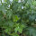 Pacifische hoge ridderspoor Magic Fountains-White, Dark Bee (Delphinium cultorum) zaden