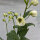 Pacifische hoge ridderspoor Magic Fountains-White, Dark Bee (Delphinium cultorum) zaden