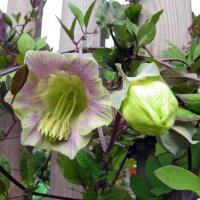 Klokwinde (Cobaea scandens) zaden