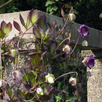 Klokwinde (Cobaea scandens) zaden