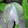 Klokwinde (Cobaea scandens) zaden