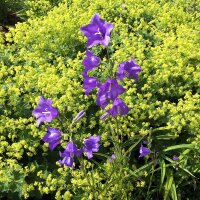 Perzikbladklokje Caerulea (Campanula persicifolia) zaden