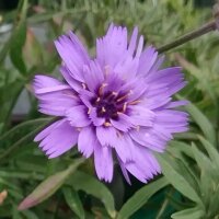 De blauwe strobloem (Catananche caerulea) zaden