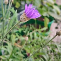 De blauwe strobloem (Catananche caerulea) zaden