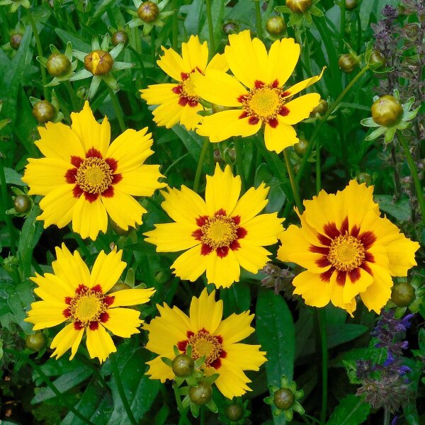 Coreopsis kleine tuinmeisjesoog  Sterntaler (Coreopsis lanceolata) zaden
