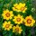 Coreopsis kleine tuinmeisjesoog  Sterntaler (Coreopsis lanceolata) zaden