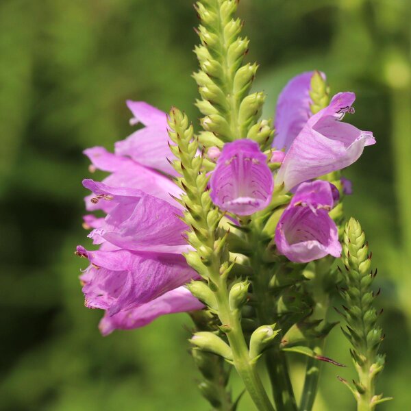 Virginia-gewrichtsbloem Rosea (Physostegia virginiana) zaden