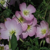 Roze teunisbloem (Oenothera speciosa) zaden