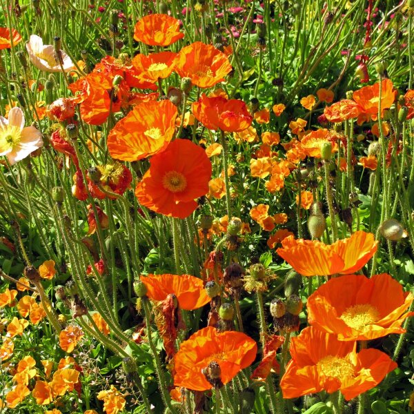 Fotobehang Knoppen van IJsland papaver (Papaver nudicaule) in de tuin