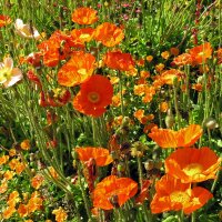 IJslandse papaver (Papaver nudicaule) zaden