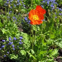 IJslandse papaver (Papaver nudicaule) zaden