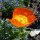 IJslandse papaver (Papaver nudicaule) zaden