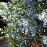 Cidergomboom (Eucalyptus gunnii) zaden