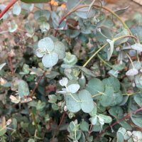 Cidergomboom (Eucalyptus gunnii) zaden
