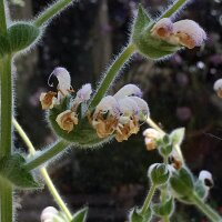 Zilverbladige salie Artemis (Salvia argentea)
