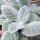 Zilverbladige salie Artemis (Salvia argentea)